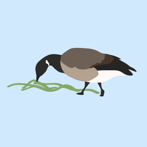 A simple illustration of a Canada goose eating green grass, with its head bent down and beak touching the ground on a light blue background.
